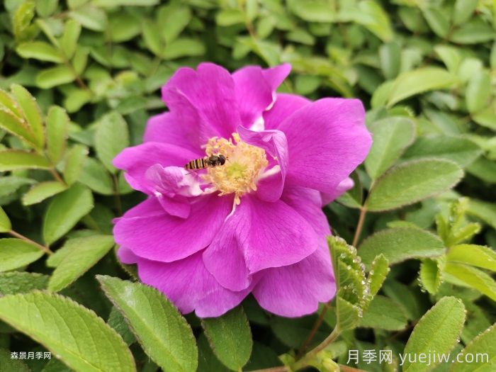 月季和玫瑰是一種花嗎？(圖2)