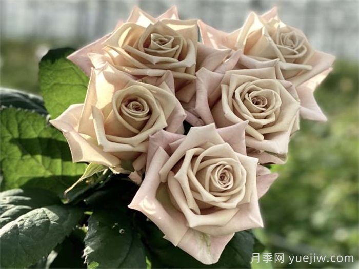 曼塔月季的優(yōu)缺點是什么？(圖1)