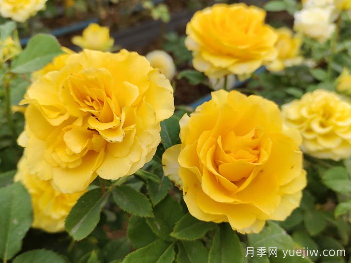 貝殼月季介紹及優(yōu)缺點(diǎn)分析(圖1)