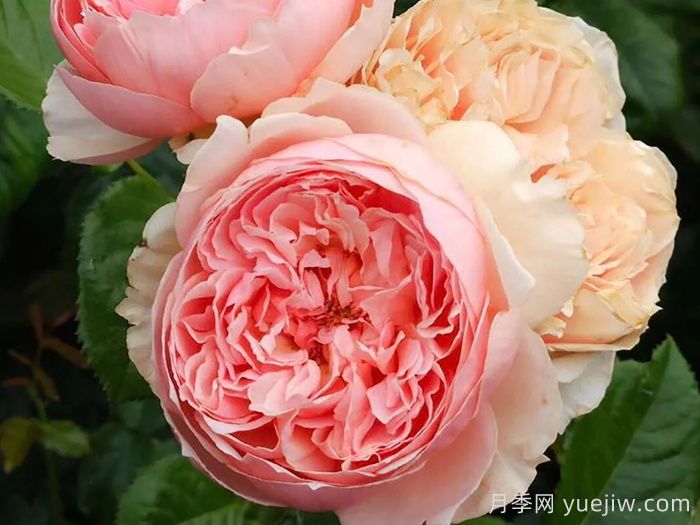 推薦10種不怕熱的月季，夏天隨便養(yǎng)，花開(kāi)不停(圖3)