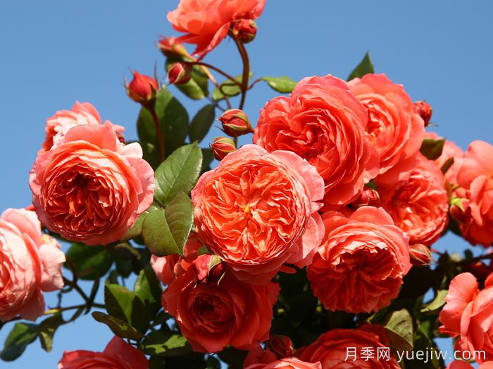 推薦10種不怕熱的月季，夏天隨便養(yǎng)，花開(kāi)不停(圖4)