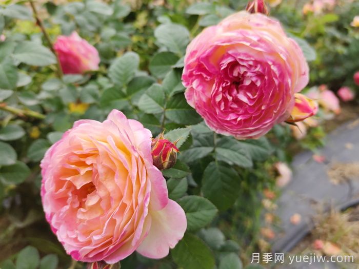 推薦10種不怕熱的月季，夏天隨便養(yǎng)，花開(kāi)不停(圖5)