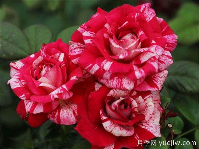 胡里奧月季的優(yōu)缺點是什么？(圖1)