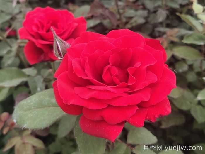 月季花有什么顏色？10大色系(圖1)