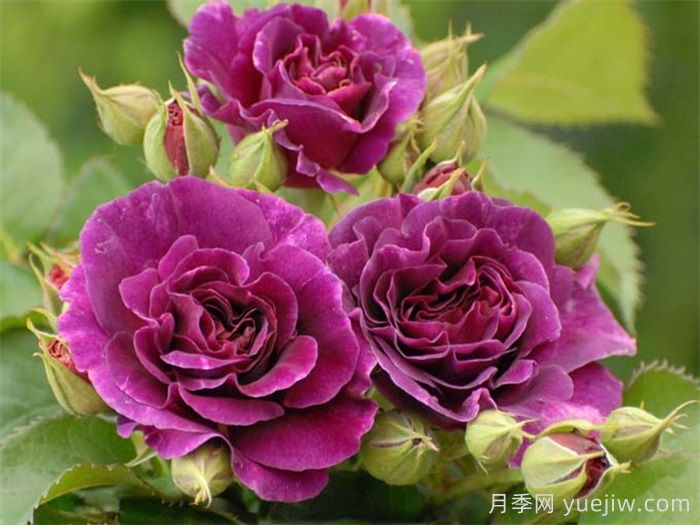 月季花有什么顏色？10大色系(圖4)