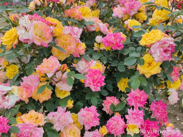 月季花有什么顏色？10大色系(圖5)
