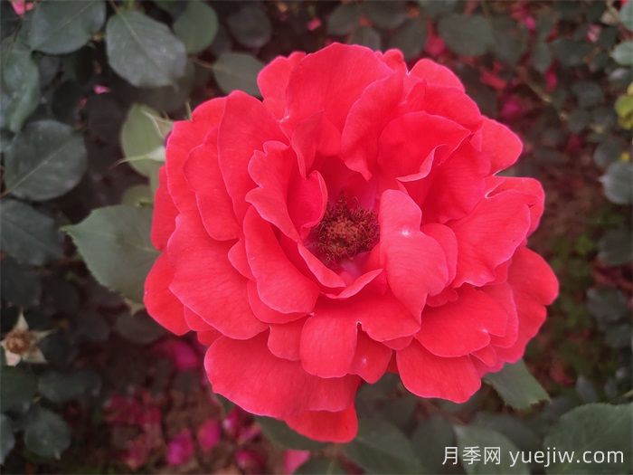 推薦八款6月***值得養(yǎng)的月季，特別耐曬，花大色艷(圖2)