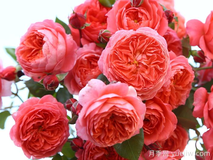 耐曬性強(qiáng)的6種月季，夏季高溫依然美(圖4)
