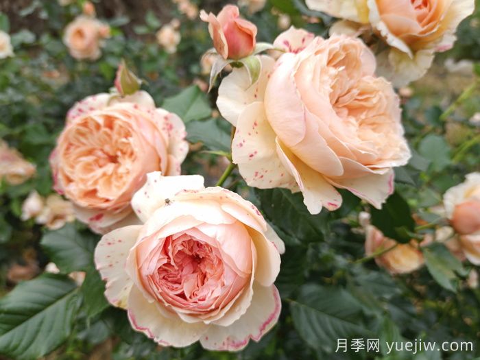 耐曬性強(qiáng)的6種月季，夏季高溫依然美(圖3)