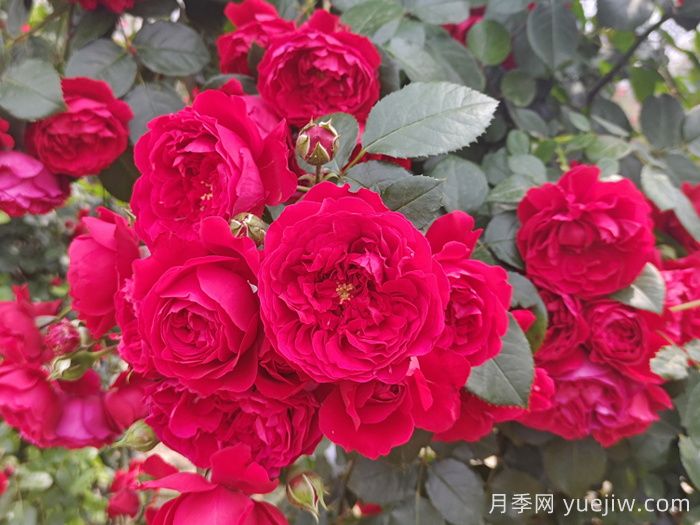 推薦10種不怕熱的月季，夏天隨便養(yǎng)，花開(kāi)不停(圖1)