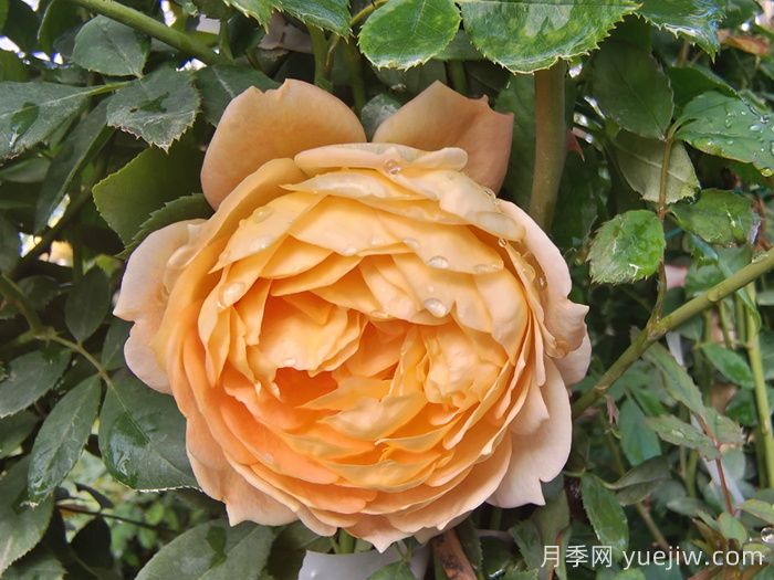 推薦10種不怕熱的月季，夏天隨便養(yǎng)，花開(kāi)不停(圖2)