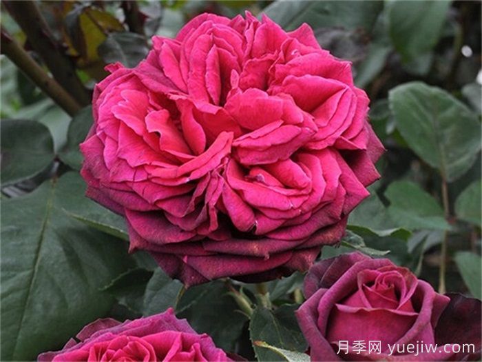狄安娜伯爵夫人月季介紹和優(yōu)缺點(圖1)