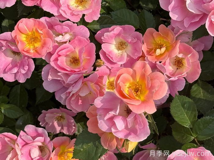 ?西子系列月季，天狼耐濕熱型低維護(hù)月季的培育路(圖1)