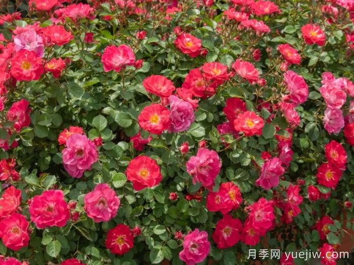 ?西子系列月季，天狼耐濕熱型低維護(hù)月季的培育路(圖5)