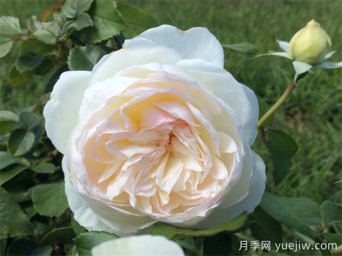 普及12種月季，養(yǎng)不死得小強月季(圖2)