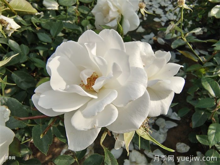 普及12種月季，養(yǎng)不死得小強月季(圖3)
