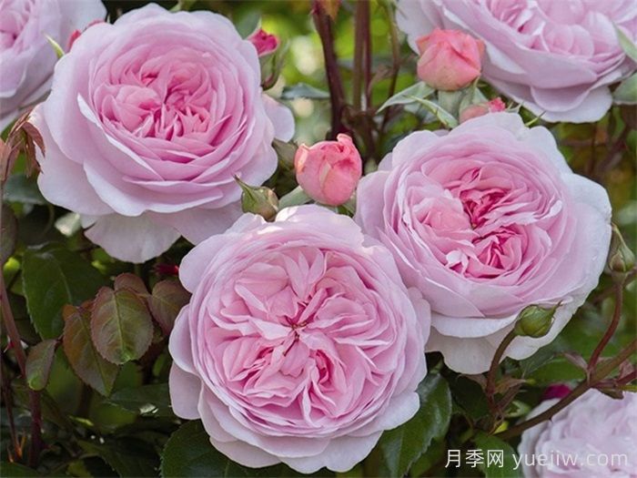 普及12種月季，養(yǎng)不死得小強月季(圖6)