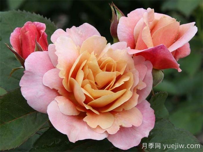 推薦8款復古柔色月季，色彩獨特，花型優(yōu)雅(圖1)