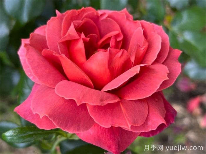 推薦8款復古柔色月季，色彩獨特，花型優(yōu)雅(圖3)