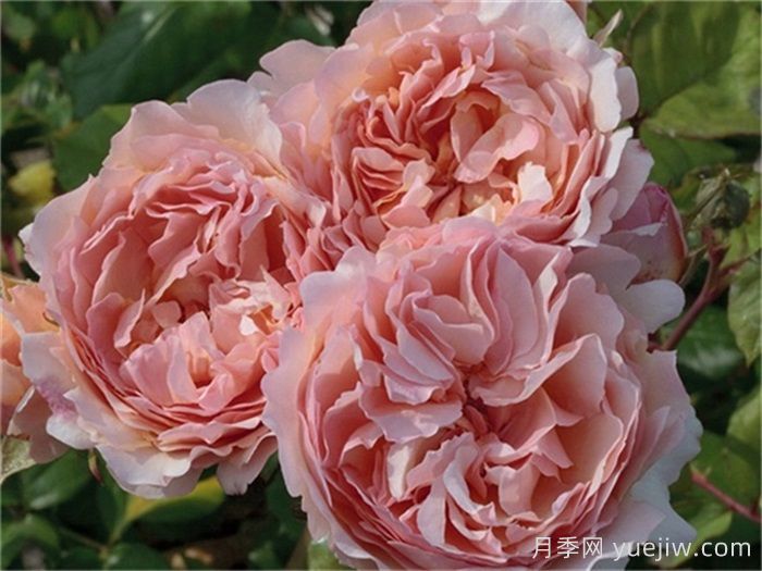 推薦8款復古柔色月季，色彩獨特，花型優(yōu)雅(圖6)