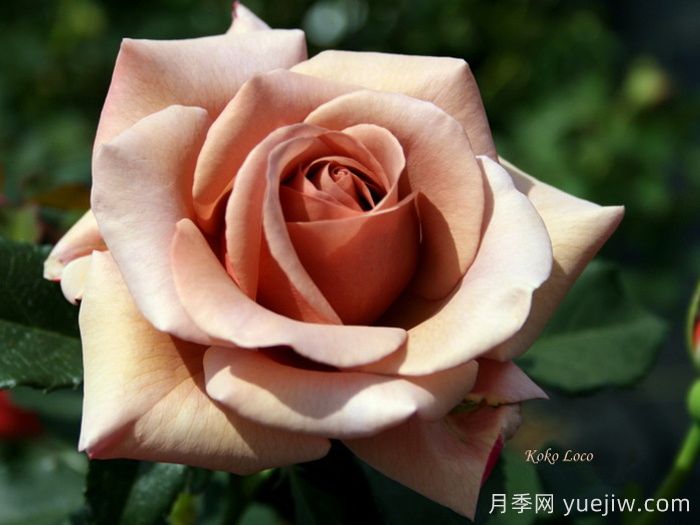 推薦8款復古柔色月季，色彩獨特，花型優(yōu)雅(圖2)