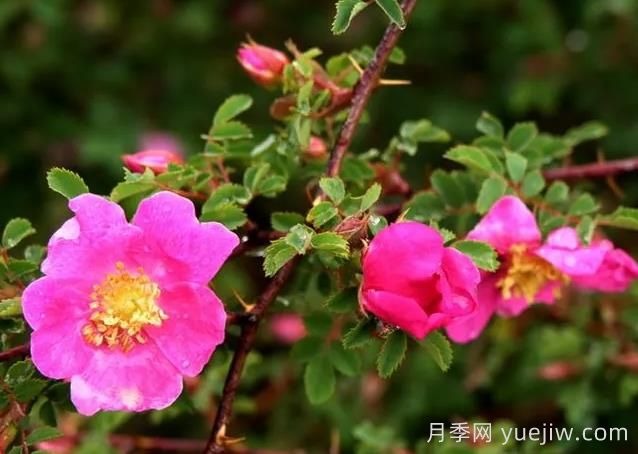 薔薇介紹，擬木香(圖1)