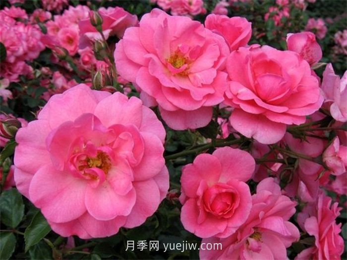 米拉托月季的介紹和優(yōu)缺點(diǎn)(圖1)