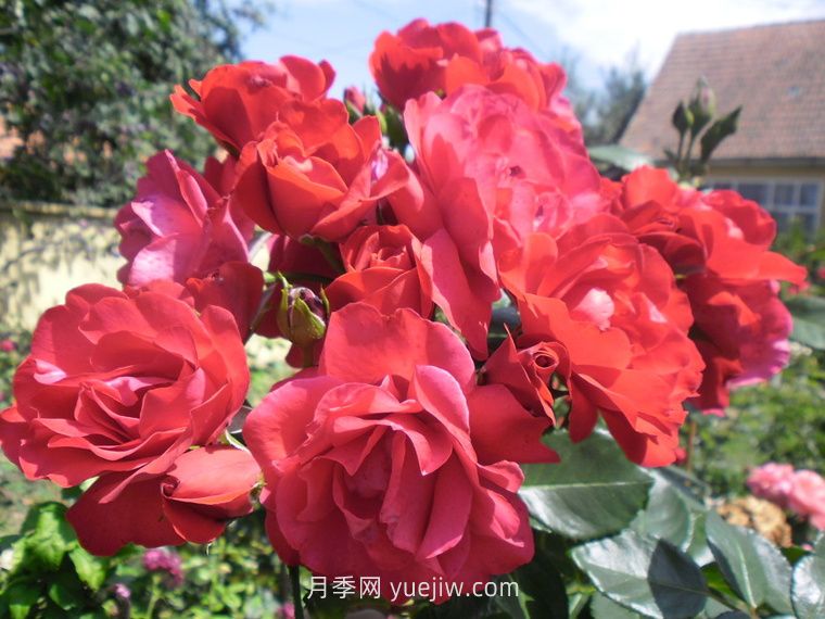 緋紅天空月季的介紹和優(yōu)缺點(圖1)
