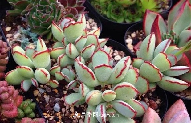 巧克力線，多肉植物(圖2)