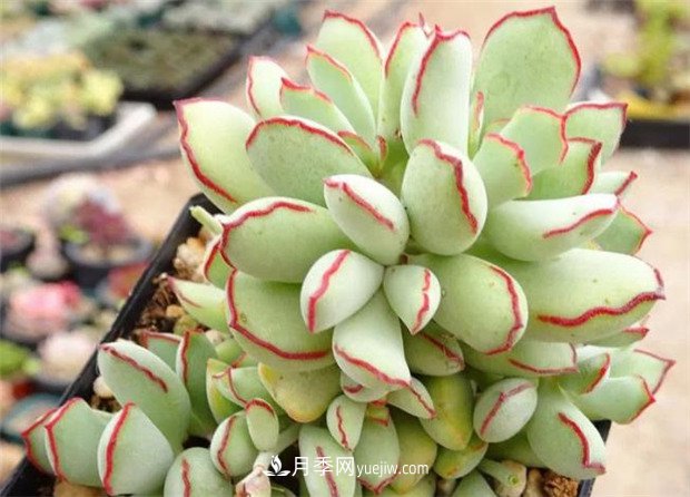 巧克力線，多肉植物(圖1)
