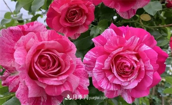 施冬肥，一年中什么時(shí)候***適合給月季施肥呢！(圖2)
