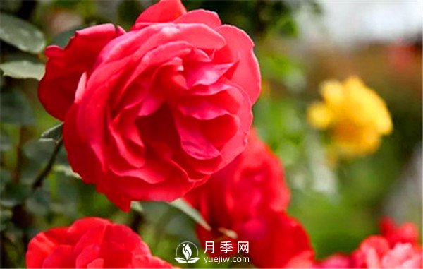 初春月季要修剪，介紹4個(gè)方法給你！(圖1)