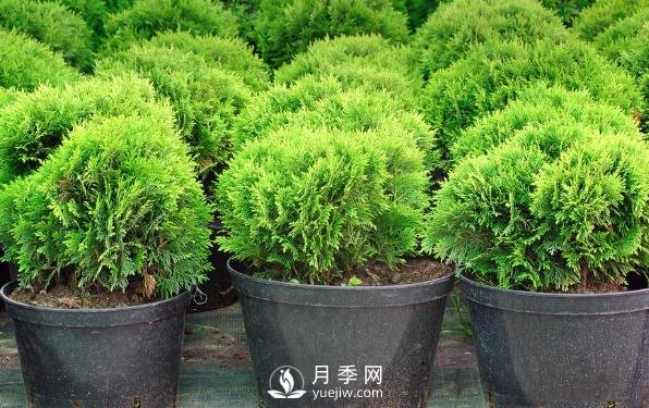 小小的改變，是的這些苗木從價格、價值、銷量都提升數(shù)倍(圖1)