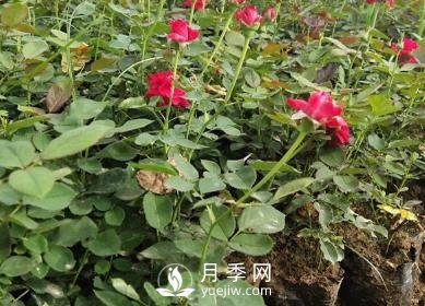 月季苗栽培、養(yǎng)護(hù)、銷售日歷(圖1)