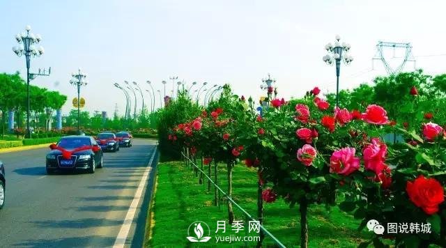 韓城豐澤月季園 花卉產(chǎn)業(yè)競(jìng)風(fēng)流(圖1)