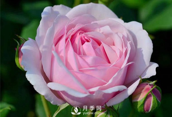 月季施肥有哪些注意事項(xiàng)？月季網(wǎng)告訴你(圖1)