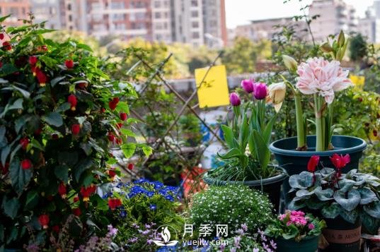冬去春來(lái)，氣溫升高，期待花趕快打開(圖1)