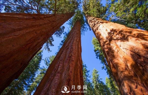杉木為什么不值錢？解決三個問題，依舊會王者歸來(圖1)