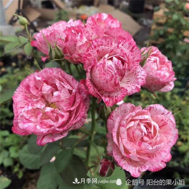 條紋系的月季，你***愛哪一種(圖2)