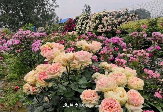 花泥扦插月季，不用假植存活率高，基質(zhì)還能自然降解很環(huán)保(圖2)
