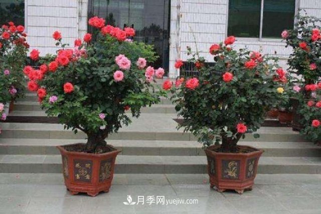 月季花姿色多樣！學(xué)習(xí)催花技巧，一年四季都開(kāi)花(圖1)