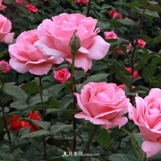 月季花姿色多樣！學(xué)習(xí)催花技巧，一年四季都開(kāi)花(圖4)
