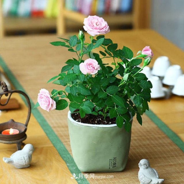 月季花姿色多樣！學(xué)習(xí)催花技巧，一年四季都開(kāi)花(圖3)