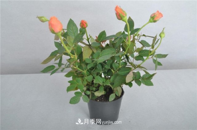 月季花姿色多樣！學(xué)習(xí)催花技巧，一年四季都開(kāi)花(圖2)