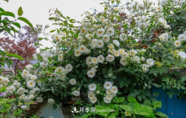 藤本月季優(yōu)秀品種！除了龍沙寶石，還有此六種推薦(圖6)