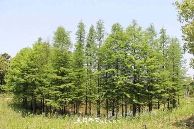十九屆五中全會(huì)順利召開，這些樹種大有前景(圖3)