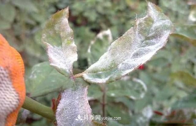 月季得了白粉病怎么辦？這些方法防治有效(圖1)