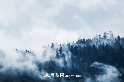 園林月季苗木冬季養(yǎng)護(hù)工作要注意哪些問題？(圖1)