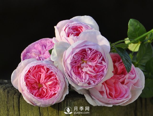 月季、薔薇開花還“結(jié)果”，微型月季盆栽放陽臺，1年開花300天(圖1)
