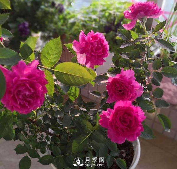初春養(yǎng)月季，做好這幾點至關(guān)重要。(圖3)
